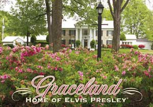 Elvis Postcard - Pink Azaleas - Pack of 50